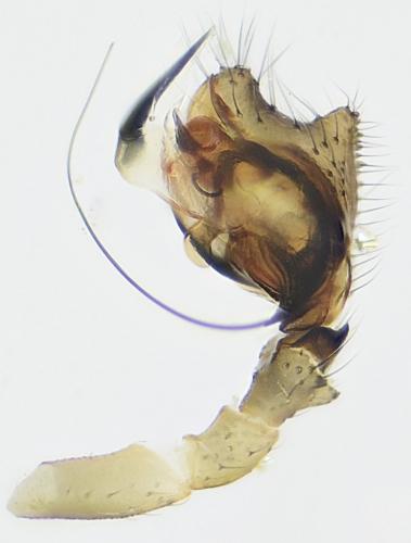 Cnephalocotes obscurus